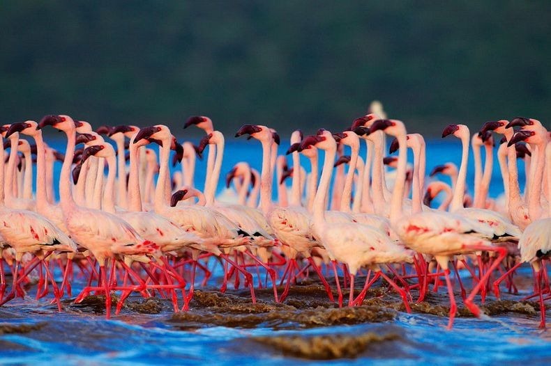 lake-nakuru-flamingos-10