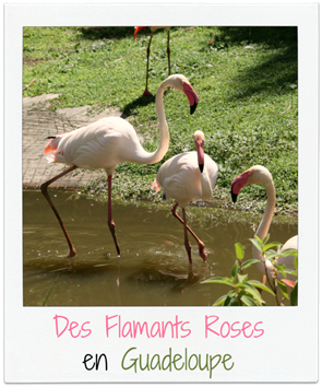 flamant_gwada flamant_gwada