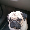pug
