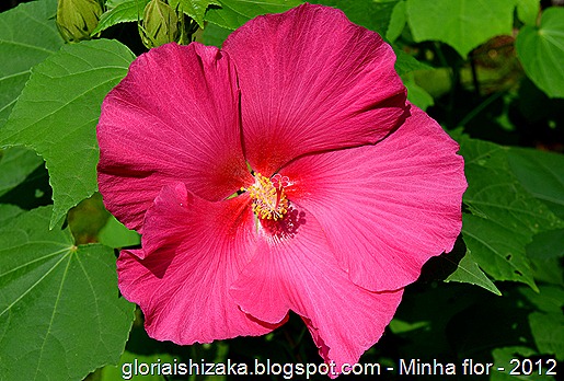 Glória Ishizaka - minhas flores - 2012 - 6
