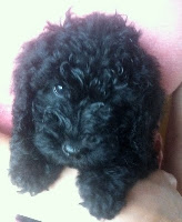Violet flower is a mini female.