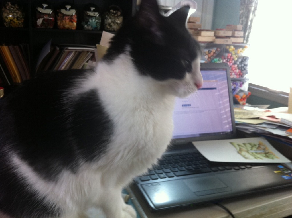 [cat2%255B3%255D.jpg]