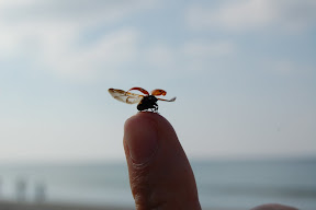 DSC_0316.JPG
