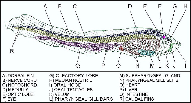 [AMMOCOETES-LARVAE1%255B16%255D.jpg]