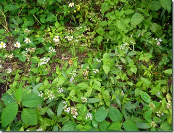 P1110228