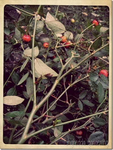 Mutabilis 6 Mutabilis 6