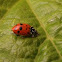 Lady bug