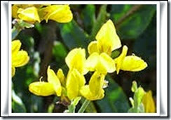 Carquesia (Genistella tridentada)-L Carquesia (Genistella tridentada)-L