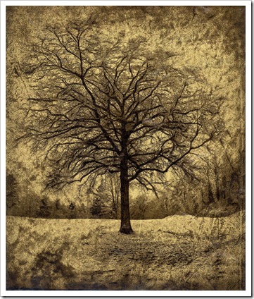 Dan_Burkholder_Tree_in_April_Snow_Catskills_Sm