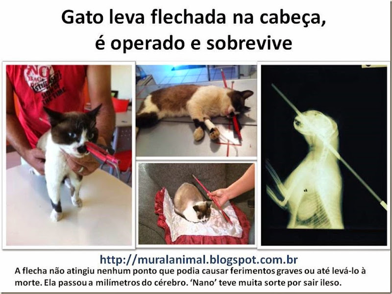 Gato com Flecha Cabeça