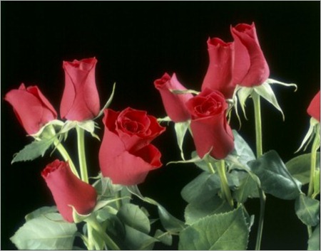 427x320-rosas-rojas