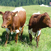 almmesse06No3.jpg