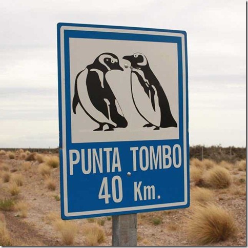 Punta_Tombo_IMG_8149 Punta_Tombo_IMG_8149