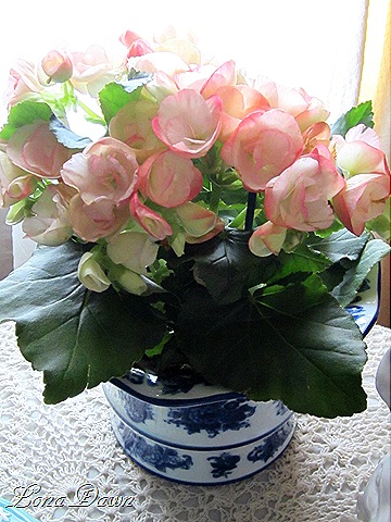 [Begonias3_Pink%255B10%255D.jpg]