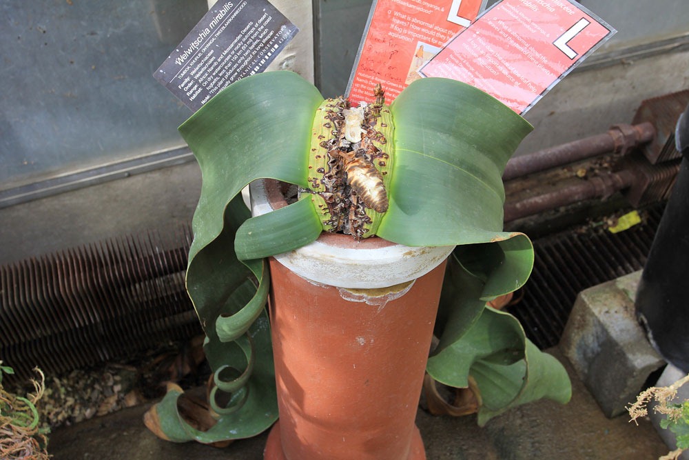 [130202_UCDavis_Welwitschia-mirabilis_09%255B6%255D.jpg]