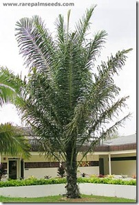 palm palm