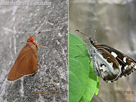 antena skipper antena