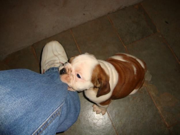 [Mordida%2520de%2520cachorro%255B18%255D.jpg]