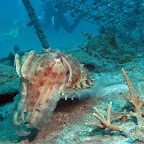 Sepia (Padangbai, Bali)