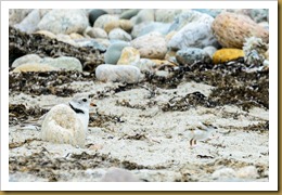 Piping Plover Piping Plover