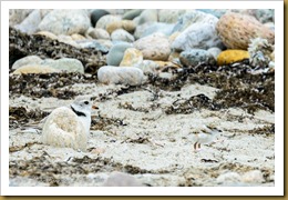 Piping Plover