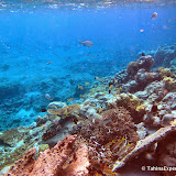 TheRipUnderwater TheRipUnderwater