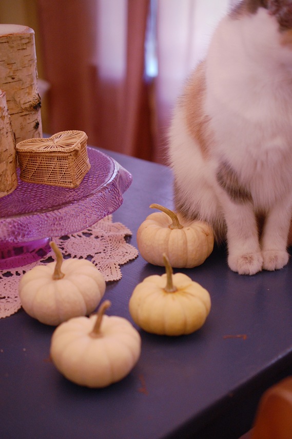 [thanksgivingcatspumpkin2.jpg]