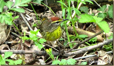 Palm Warbler (3)