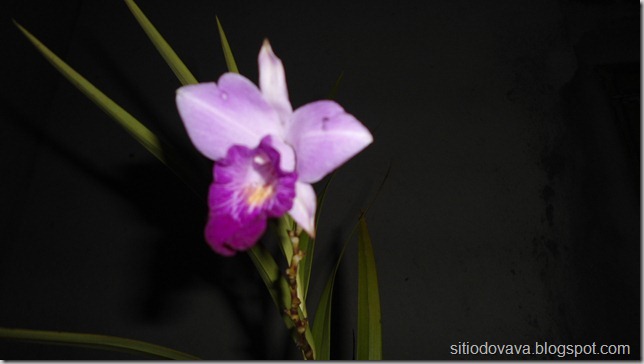 orquídea terrestre