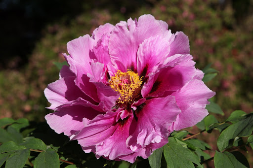 Francesca, Imagine a bouquet of these? We should pick some!