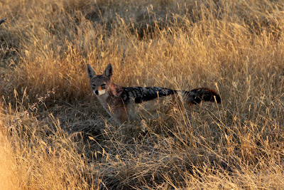 Jackals are evil thieves