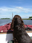 Met een Field Spaniel aan het roer komt het goed