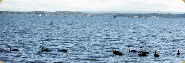 Black swans looking for breakfast