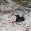 The village dog, I wonder if I hadn't bothered with a caption if you'd have worked that out? The village dog, I wonder if I hadn't bothered with a caption if you'd have worked that out?