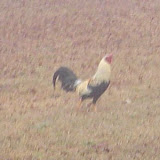Junior, one of the wild roosters roaming our yard.