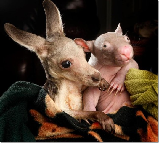 funny-animals-cute-33