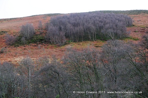 [Harthope-Valley--walk-treeson-hillsi%255B2%255D.jpg]