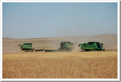 HARVEST 2011 196