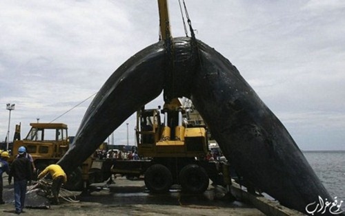 دفن الحيتان الميتة في الفلبين Bury-Whale_03%25255B2%25255D