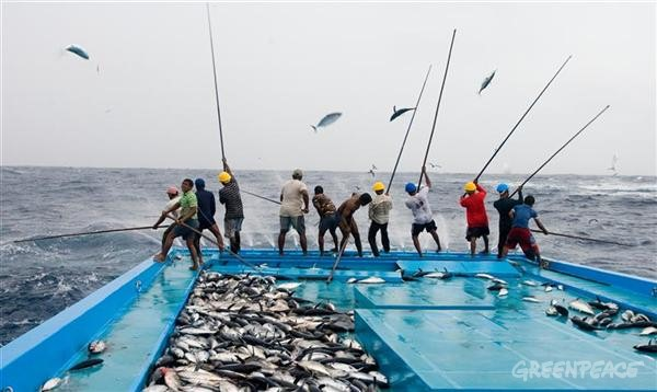 Fishermen use pole and line fishing method to catch skipjack tuna. Greenpeace