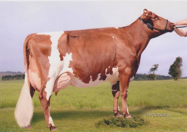 Sweetie 2013 (3).jpg