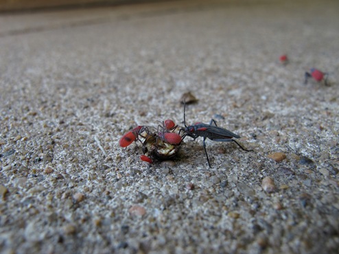 red-shouldered bugs on crushed goldenrain tree seed red-shouldered bugs on crushed goldenrain tree seed