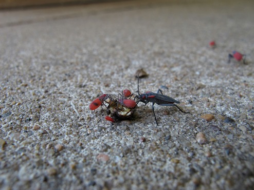 red-shouldered bugs on crushed goldenrain tree seed