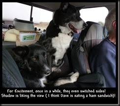 For Excitement, once in a while, they even switched sides! <br />Shadow is liking the view ( I think Dave is eating a ham sandwich)! For Excitement, once in a while, they even switched sides! <br />Shadow is liking the view ( I think Dave is eating a ham sandwich)!