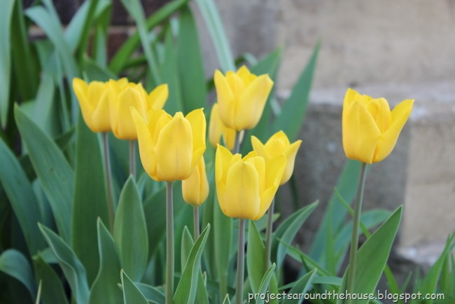 [tulip%255B3%255D.jpg]