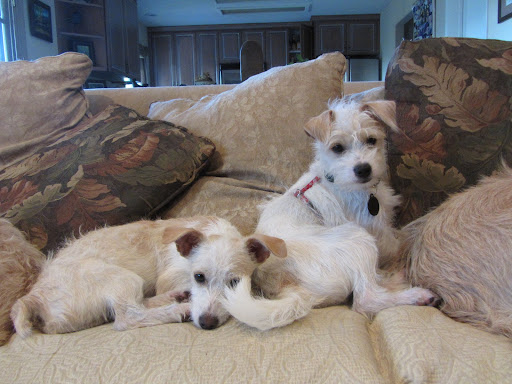 Portia DeRossi and Ellen Degeneres