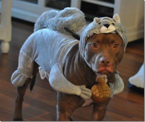 cat-dog-outfit-1