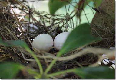 Doves nest (1) (Medium)1 Doves nest (1) (Medium)1