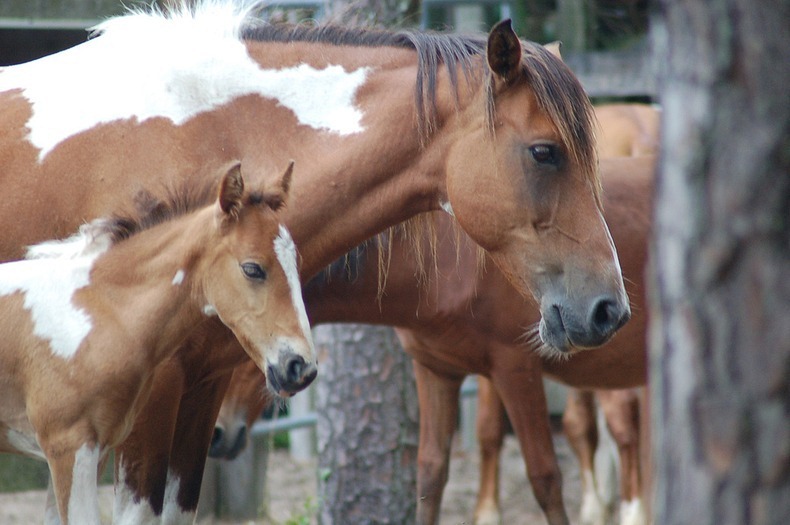 chincoteague-pony-swim-14