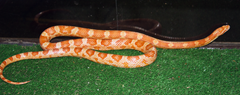 Corn Snake Jesse Jones Park